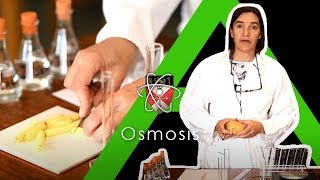 Osmosis  Biology Alevel Required Practical [upl. by Yrocej954]