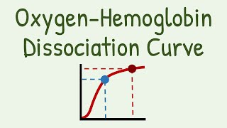 Oxygen Hemoglobin Dissociation Curve [upl. by Cord621]