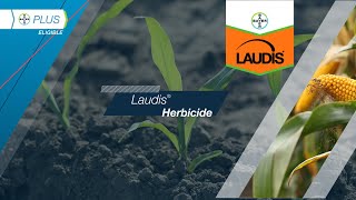 Laudis® Herbicide​ [upl. by Neerac]