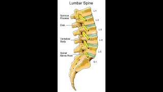 Two Minutes of Anatomy Lumbar Spine [upl. by Nnaeirual148]