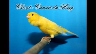 Chant  Canari du Harz [upl. by Gareri]