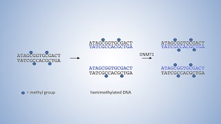 DNALC Short DNA Methyltransferases and DNA Methylation [upl. by Darken]