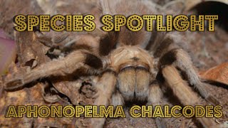 Species Spotlight Aphonopelma Chalcodes Arizona Blonde Tarantula [upl. by Hulbig982]