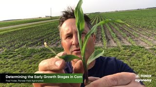 Corn Growth Stages How to Stage Your Corn [upl. by Camarata]