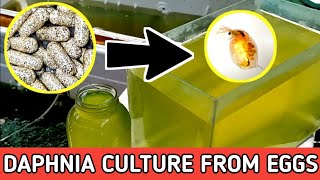 HOW TO HATCH DAPHNIA EGGS  HOW TO CULTURE DAPHNIA [upl. by Drexler]