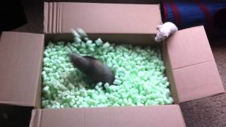 Ferrets playing in packing peanuts [upl. by Uke]