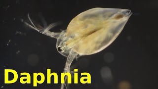 Daphnia [upl. by Abroms813]