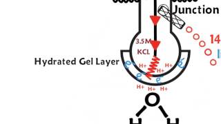 How a pH meter works [upl. by Aleil]