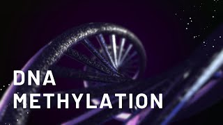 Introduction to DNA Methylation [upl. by Nadbus]