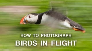 How to Photograph Birds in Flight  Wildlife Photography Tips [upl. by Ardnac]