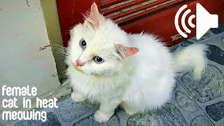 FEMALE CAT IN HEAT MEOWING TO MALE  PRANK YOUR PETS [upl. by Atiugal656]