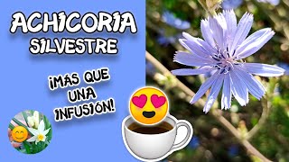 🌿Cómo cultivar y cosechar ACHICORIA ☕️ HOJAS y CAFÉ 🌱 Siembra y consumo Beneficiosa para la salud 😍 [upl. by Eissolf498]