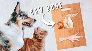 What Bones Can Your Pets Eat [upl. by Ailima]