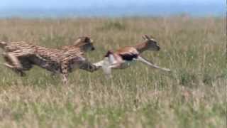 Cheetah  Fastest Running Animal  1080 HD [upl. by Ahsilrac]