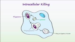 Phagocytosis Animation Videos [upl. by Yzmar]