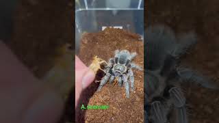 Aphonopelma seemani tarantula [upl. by Lenno]