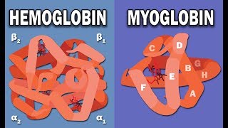 HEMOGLOBIN AND MYOGLOBIN BIOCHEMISTRY [upl. by Elizabet]