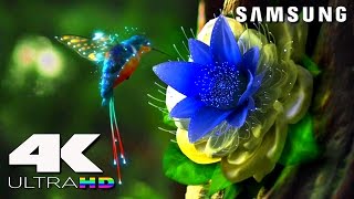 4K ULtra HD  SAMSUNG UHD Demo׃ LED TV [upl. by Anavahs]