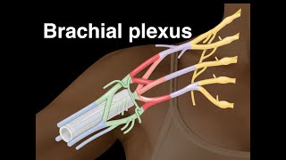 Brachial plexus [upl. by Jenei856]