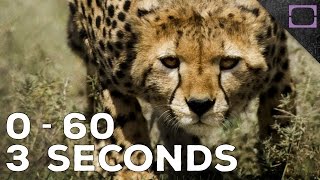 How Fast Do Cheetahs Run [upl. by Esilahs757]