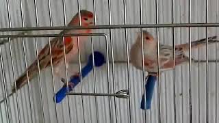 Gloster Canary Mating Song [upl. by Boice128]