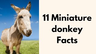 11 Miniature Donkey Facts [upl. by Arita]