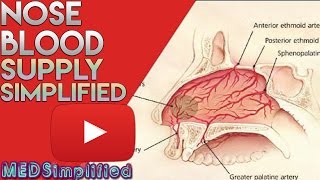 Nose Anatomy Nasal Blood Supply [upl. by Jerome]