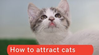 How to attract cats updated 2021  How to attract cats to you  How to attract cats to your house [upl. by Walston]