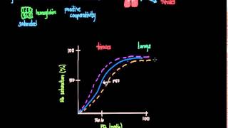 OxygenHemoglobin Dissociation Curve [upl. by Nnawaj]