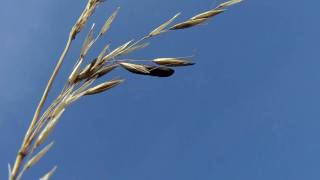 Ergot fungus  Claviceps purpurea [upl. by Terryl]