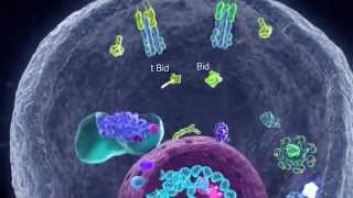 Apoptotic Pathways [upl. by Nyved]