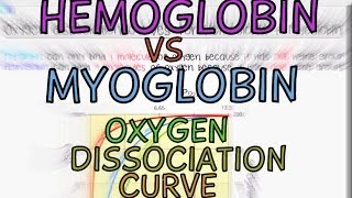 Hemoglobin vs Myoglobin Oxygen Dissociation Curves [upl. by Annazor]