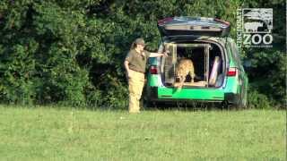 Sarah the Cheetah Breaks World Speed Record  Cincinnati Zoo [upl. by Hirai]