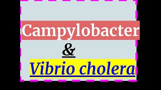 Campylobacter jejuni GI infection [upl. by Hainahpez]