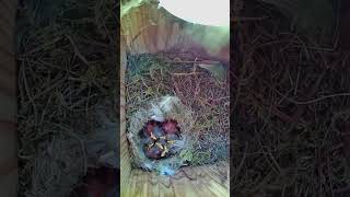 Bird Box Camera Footage [upl. by Eirrol]