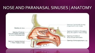 NOSE AND PARANASAL SINUSES  ANATOMY  SIMPLIFIED [upl. by Ayenet]