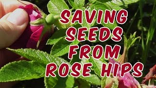 How To Save Rose Seeds From Rose Hips [upl. by Temme]