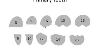 Tooth Eruption Dates  NBDE [upl. by Ajuna547]