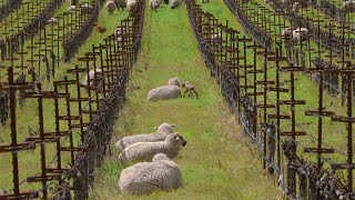 Relax with Sheep at Shafer Vineyards in Napa Valley  6 hours 4K [upl. by Iilek844]