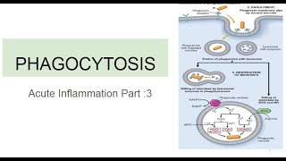 Phagocytosis Acute Inflammation Part 3 [upl. by Wareing]