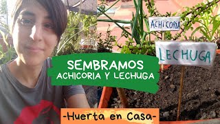 Cómo se siembra la Achicoria y Lechuga desde semilla [upl. by Peednus]