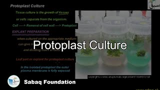 Protoplast Culture Biology Lecture  Sabaqpk [upl. by Blight]