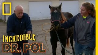 Dr Pol Unplugs Storm  The Incredible Dr Pol [upl. by Asila]