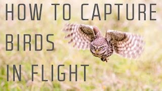 How to capture birds in flight  Wildlife Photography Tutorial [upl. by Ronalda20]