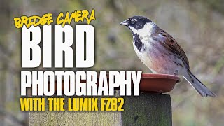 Bird Photography with a Bridge Camera  Panasonic FZ82 [upl. by Wagner498]