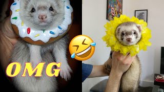 The Funniest FERRET video  Ferret Compilation  The CUTEST Ferret TikTok Compilation  Funny Pets [upl. by Abshier]