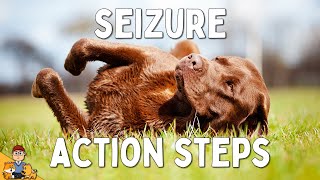 What to Do When Your Dog has a Seizure [upl. by Dier]