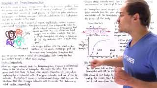 Hemoglobin Cooperativity and Oxygen Dissociation Curve [upl. by Eirolam95]