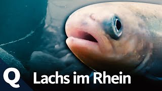 Hoffnung für den Lachs im Rhein  Quarks [upl. by Sakovich26]