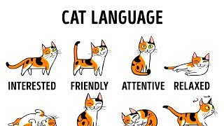 HOW TO UNDERSTAND YOUR CAT BETTER [upl. by Lash]